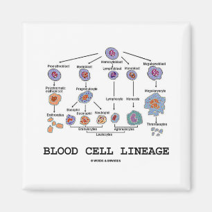 Blutzelle-Abstammung Magnet