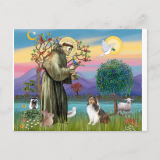 Bndr-StFrancis-Sheltie-Leah-nocat Postkarte