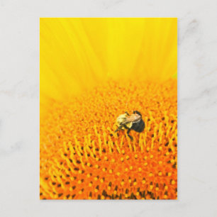 BNo2: Bienenstöcke Nummer 2 Postkarte