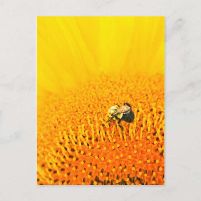 BNo2: Bienenstöcke Nummer 2 Postkarte (Vorderseite)