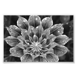 BnW Fraktal Dahlia Blume über Electron Microscope Fotodruck