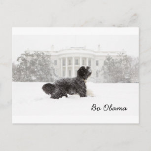 Bo Obama Postkarte
