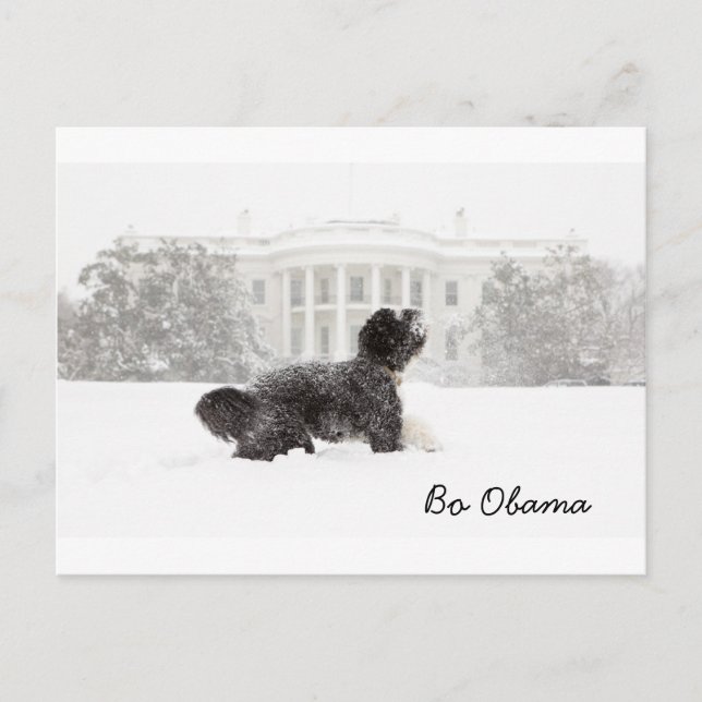 Bo Obama Postkarte (Vorderseite)
