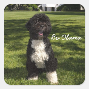 Bo Obama Quadratischer Aufkleber