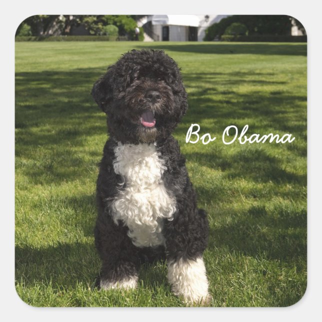 Bo Obama Quadratischer Aufkleber (Vorderseite)
