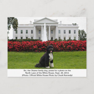 Bo- Obamas Familienhund Postkarte