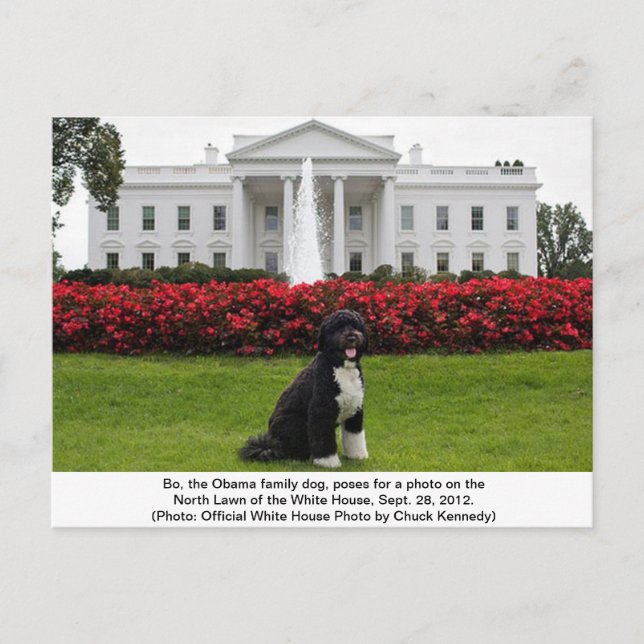 Bo- Obamas Familienhund Postkarte (Vorderseite)