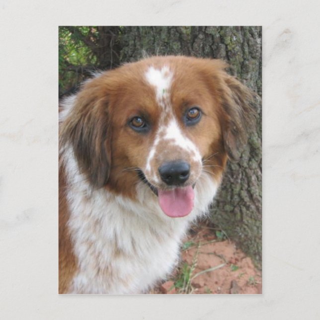 Bo Postkarte (Vorderseite)