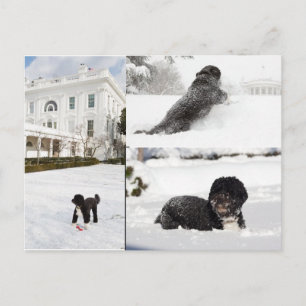 Bo "The Obama Family dog" in der Schneekarte Postkarte