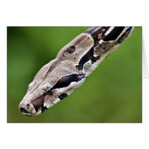 Boa constrictor