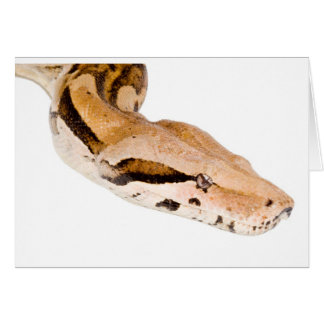 Boa constrictor