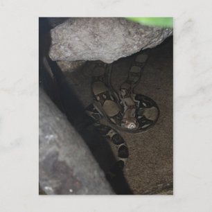 Boa Constrictor # 1 Postkarte
