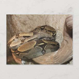Boa Constrictor # 2 Postkarte