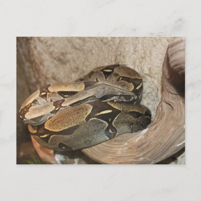 Boa Constrictor # 2 Postkarte (Vorderseite)