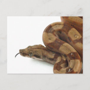Boa Constrictor Coiled, Flicking Tongue Postkarte