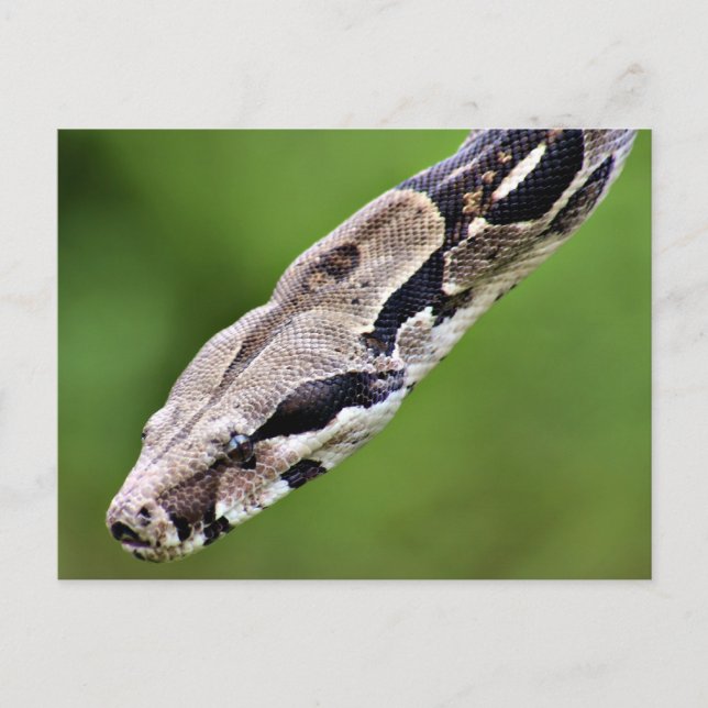 Boa Constrictor Postkarte (Vorderseite)