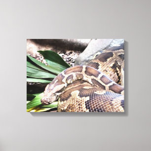 Boa Constriktion Reptil Leinwanddruck