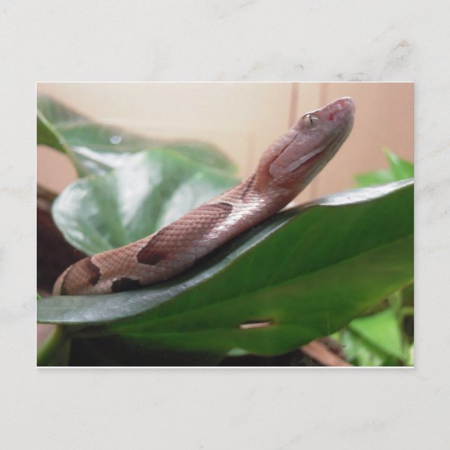 Boa Fotograf Postkarte (Vorderseite)