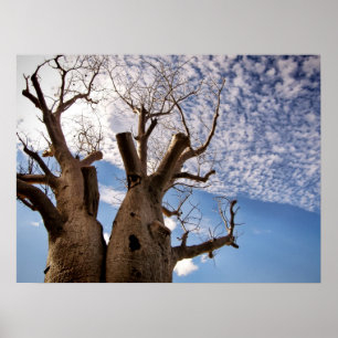 BOAB-BAUM-PLAKAT POSTER