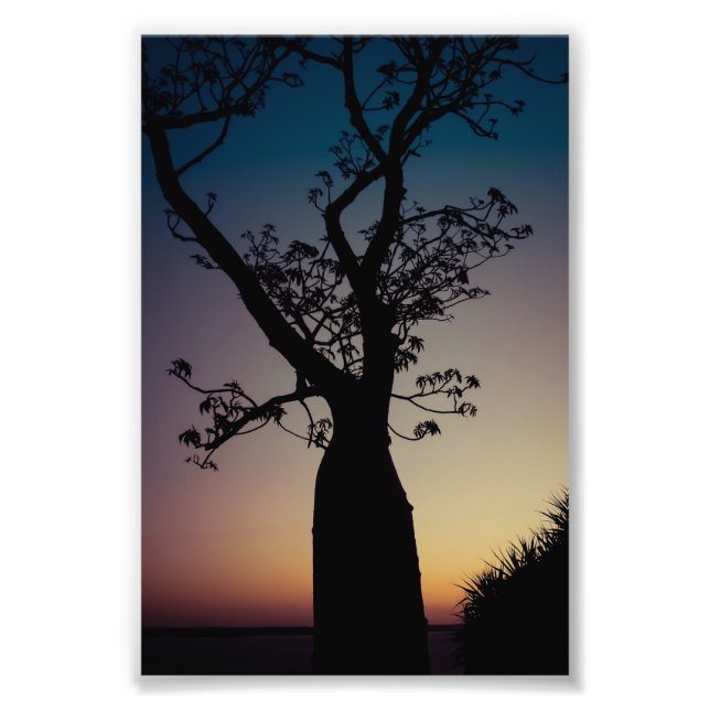 Boab Tree Silhouette bei Sunset Foto Print (Vorne)