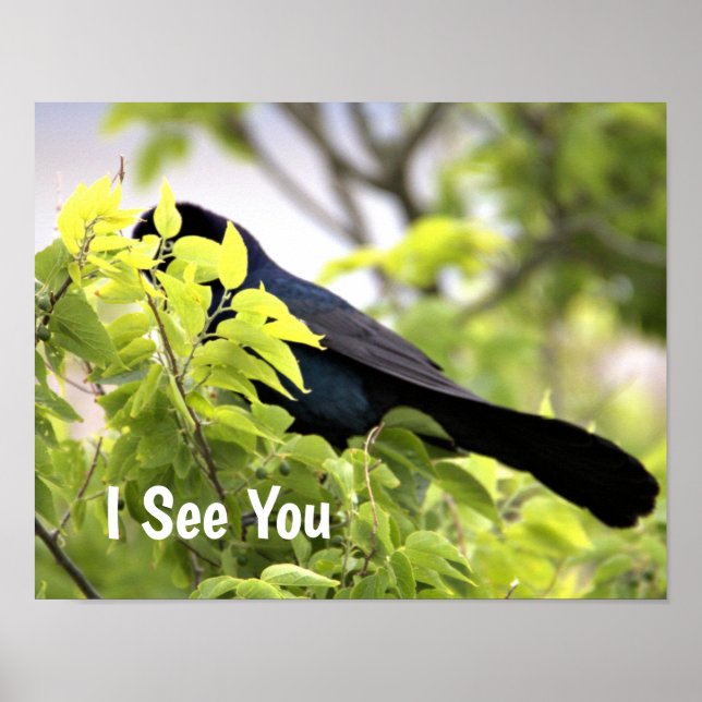 Boat-Taille Grackle Bird Poster (Vorne)