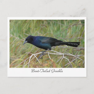Boat-Taille Postkarte