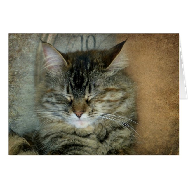 Bob (Vorderseite (Horizontal))