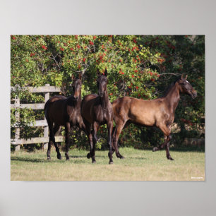 Bob Langrish   3 Jugendliche aus Andalusien Stehen Poster