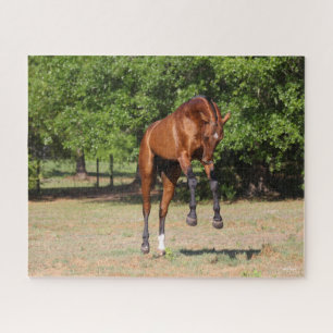 Bob Langrish Akhal Teke Stallion Leaping Puzzle
