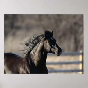 Bob Langrish   Andalusischer Headshot Mane Flows Poster