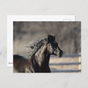 Bob Langrish   Andalusischer Headshot Mane Flows Postkarte