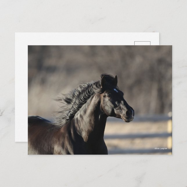 Bob Langrish | Andalusischer Headshot Mane Flows Postkarte (Vorne/Hinten)