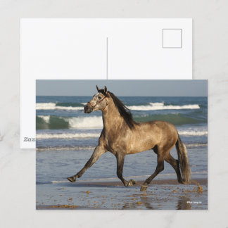 Bob Langrish Andalusischer Hengst am Strand Postkarte