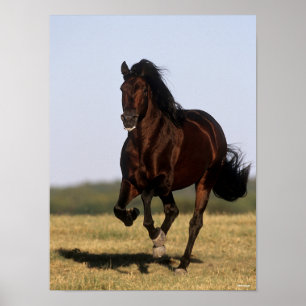 Bob Langrish Andalusischer Stallion Running Poster