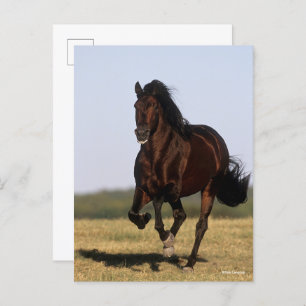 Bob Langrish   Andalusischer Stallion Running Postkarte