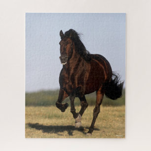 Bob Langrish   Andalusischer Stallion Running Puzzle
