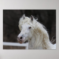 Bob Langrish Appaloosa Friesian Stallion Headshot
