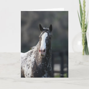 Bob Langrish   Appaloosa Headshot Karte