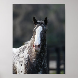 Bob Langrish   Appaloosa Headshot Poster