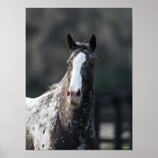 Bob Langrish | Appaloosa Headshot Poster (Vorne)