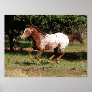 Bob Langrish   Appaloosa Pferderennen Poster