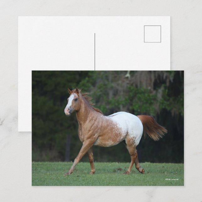 Bob Langrish | Appaloosa Pferderennen Postkarte (Vorne/Hinten)