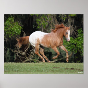 Bob Langrish Appaloosa Running Poster
