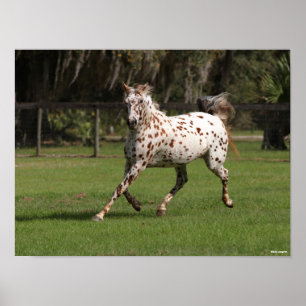 Bob Langrish Appaloosa Running Poster