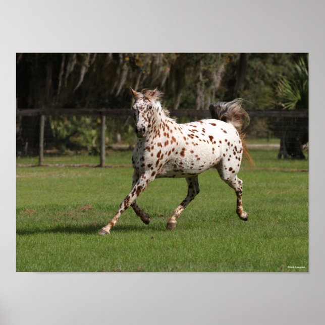 Bob Langrish | Appaloosa Running Poster (Vorne)