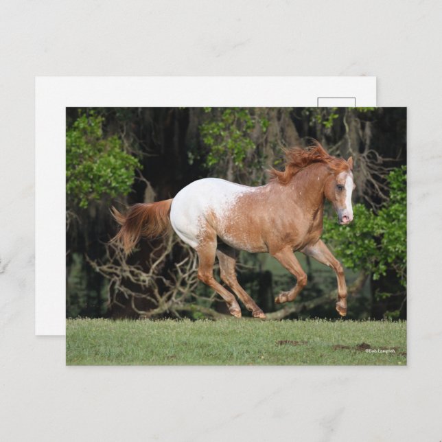 Bob Langrish | Appaloosa Running Postkarte (Vorne/Hinten)