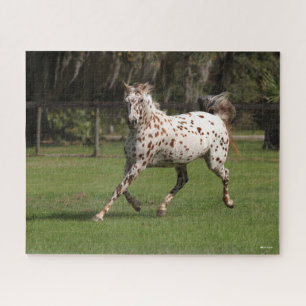 Bob Langrish   Appaloosa Running Puzzle