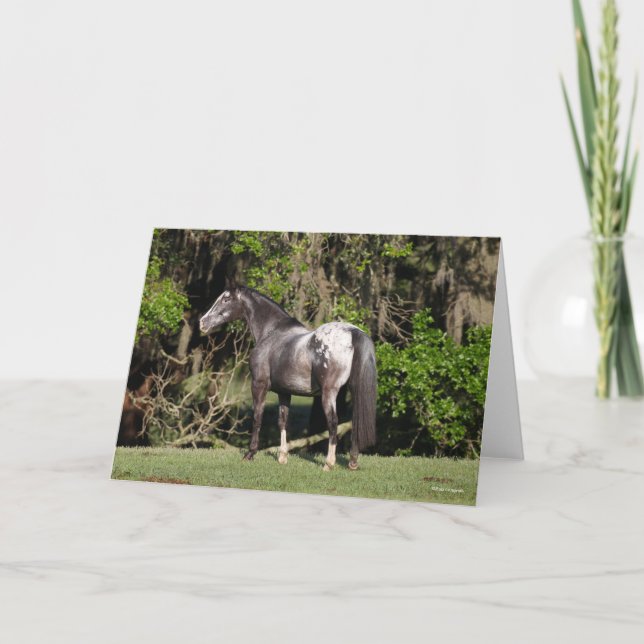 Bob Langrish | Appaloosa Standing Karte (Vorderseite)