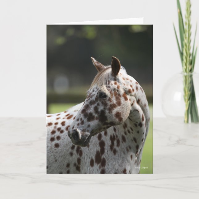 Bob Langrish | Appaloosa Stehend Headshot Karte (Vorderseite)