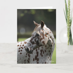 Bob Langrish   Appaloosa Stehend Headshot Karte